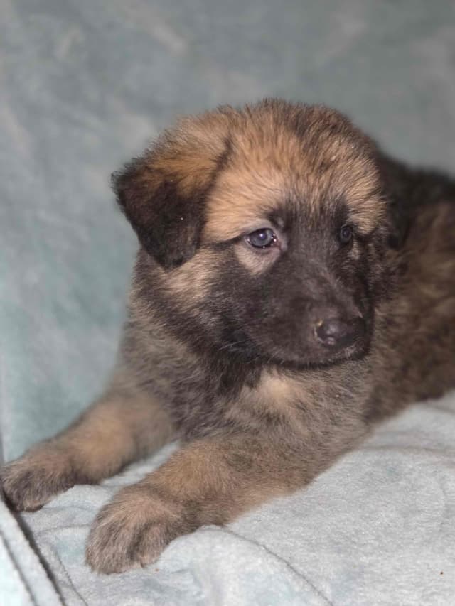 German Shepherd Dog Puppies media 10