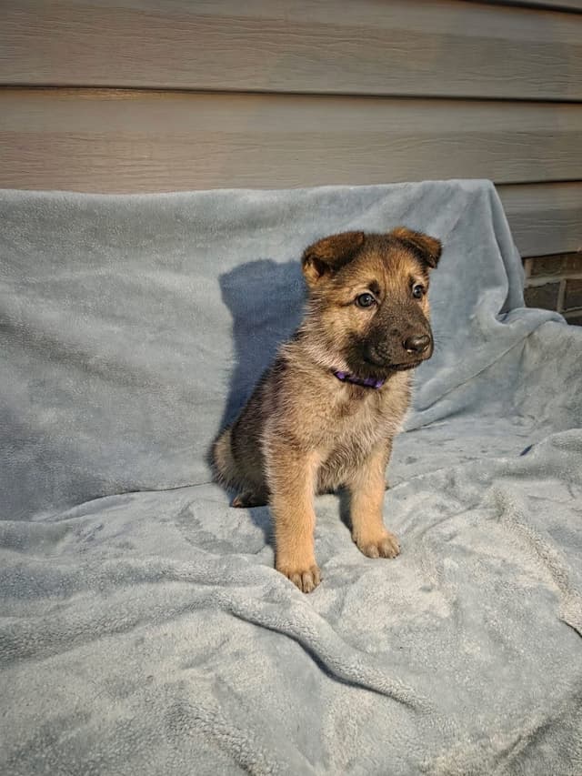 German Shepherd Dog Puppies media 9