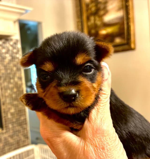 Yorkshire Terrier Puppies media 2
