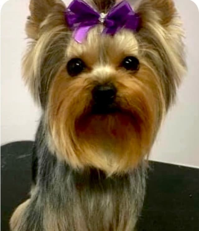 Yorkshire Terrier Puppies media 3