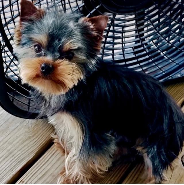 Yorkshire Terrier Puppies media 4