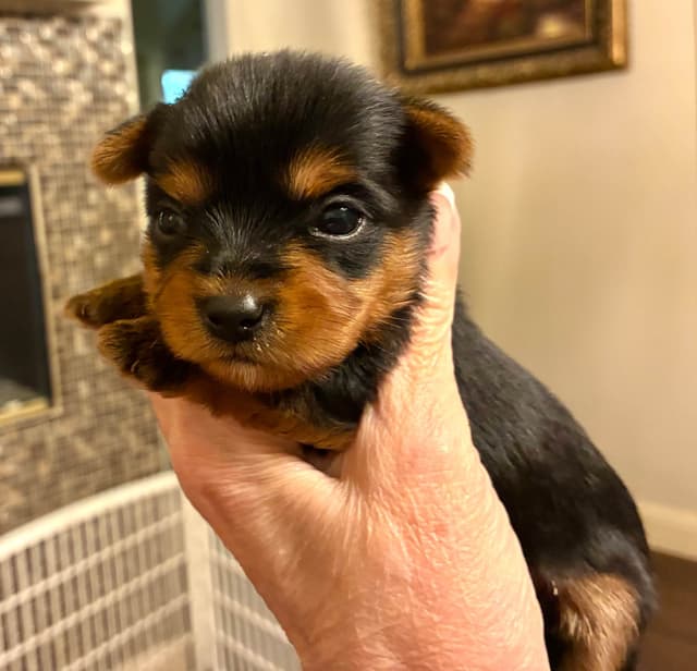 Yorkshire Terrier Puppies media 5