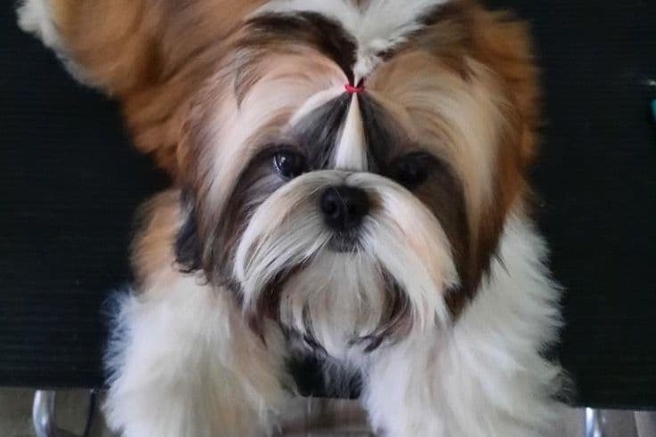 Shih Tzu Puppies breeder image 1