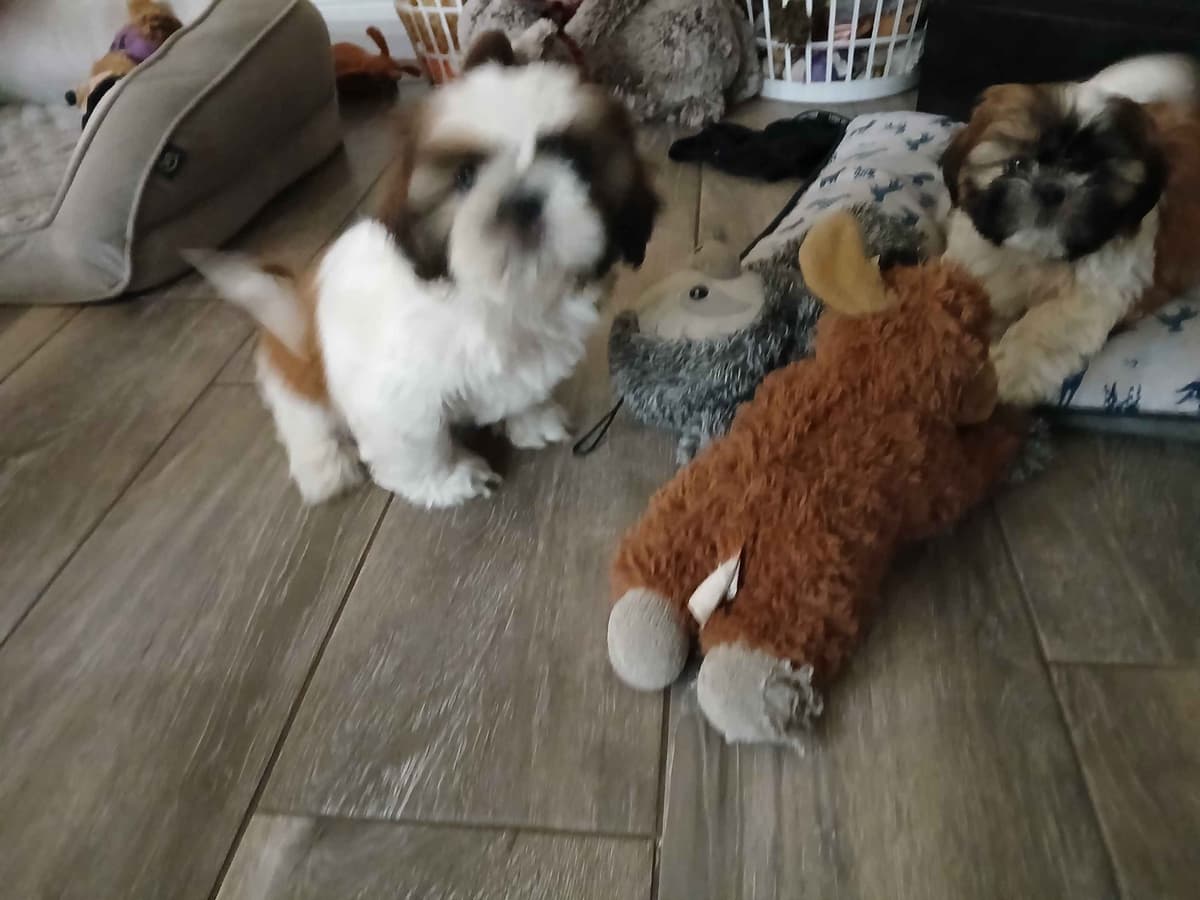 Shih Tzu Puppies breeder image 4