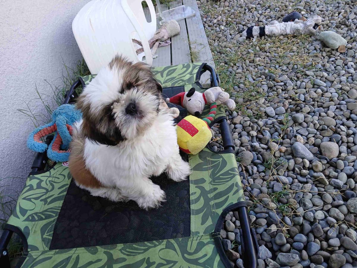 Shih Tzu Puppies breeder image 5