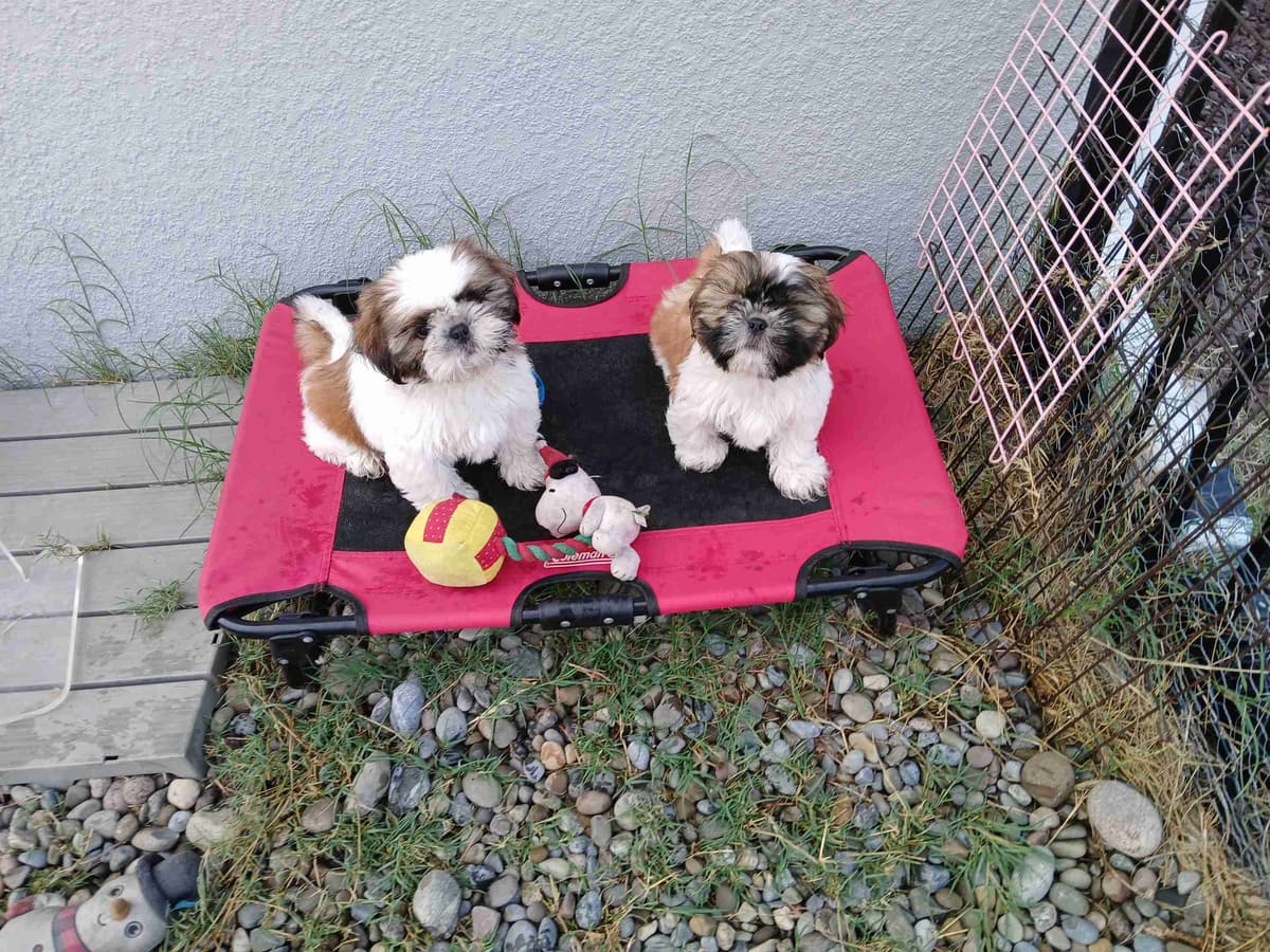 Shih Tzu Puppies breeder image 6