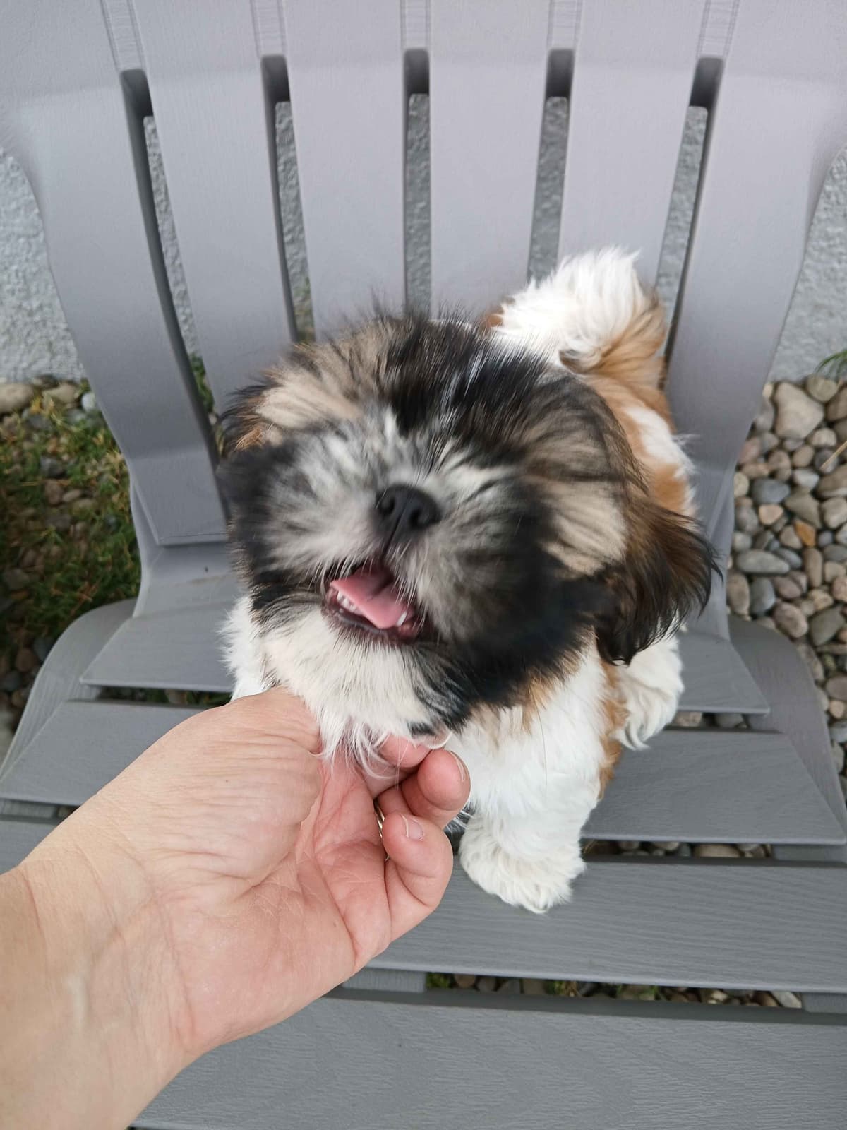 Shih Tzu Puppies breeder image 7