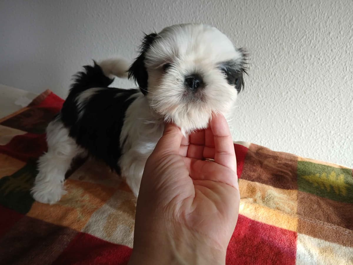 Shih Tzu Puppies breeder image 8