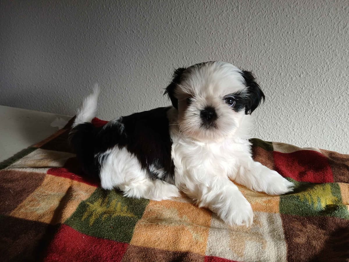 Shih Tzu Puppies breeder image 9