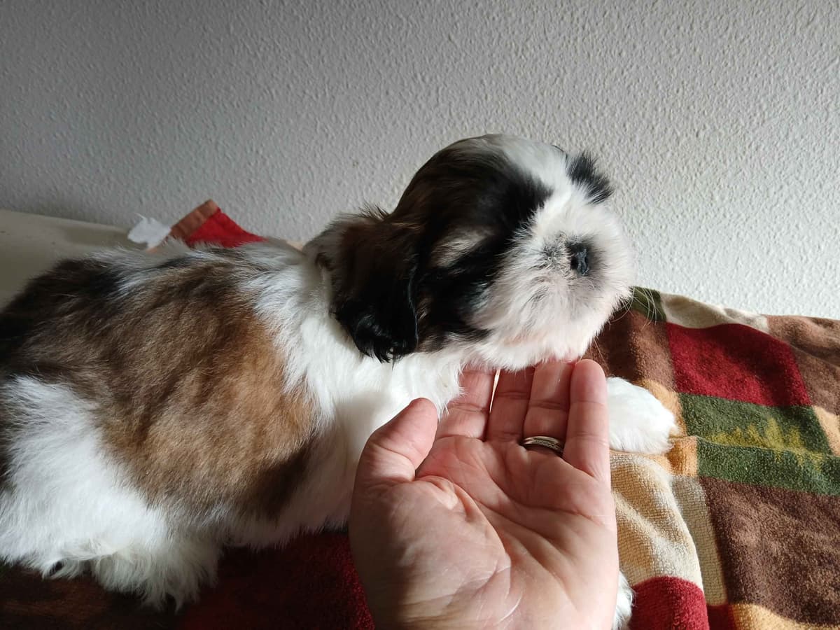 Shih Tzu Puppies breeder image 10