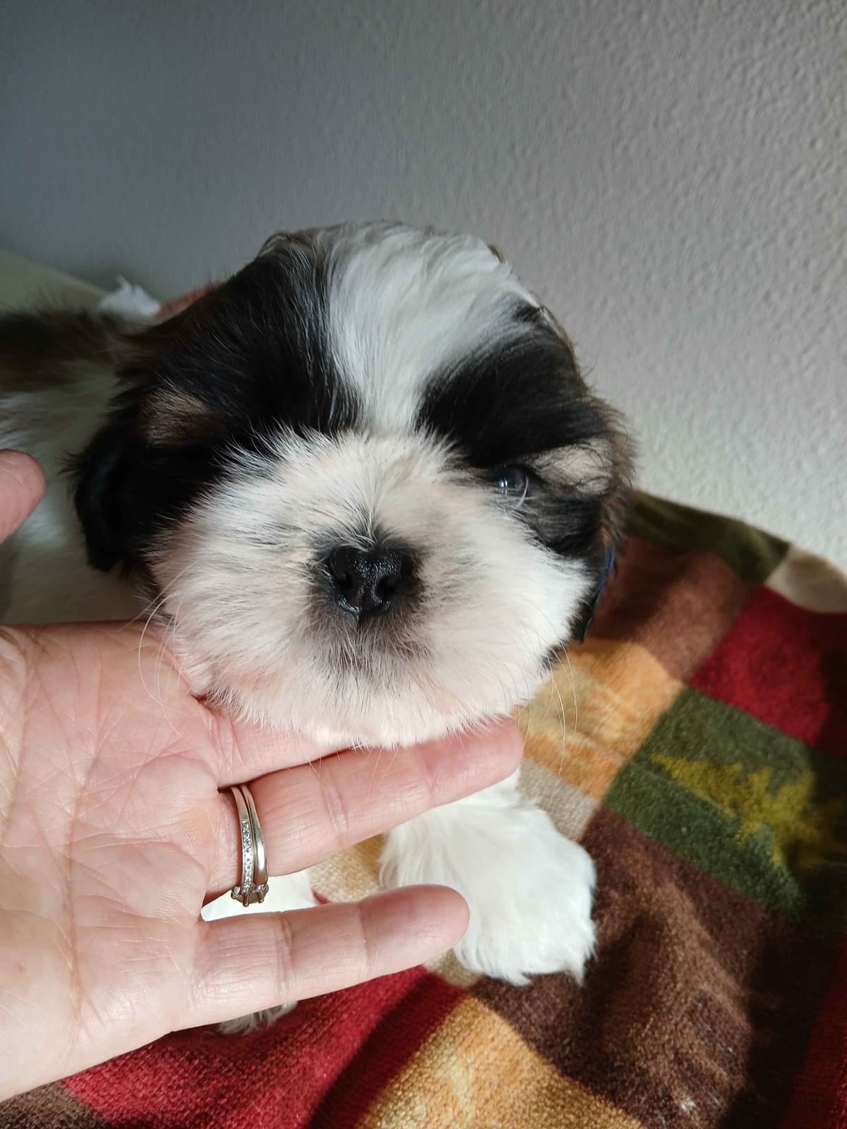 Shih Tzu Puppies breeder image 11