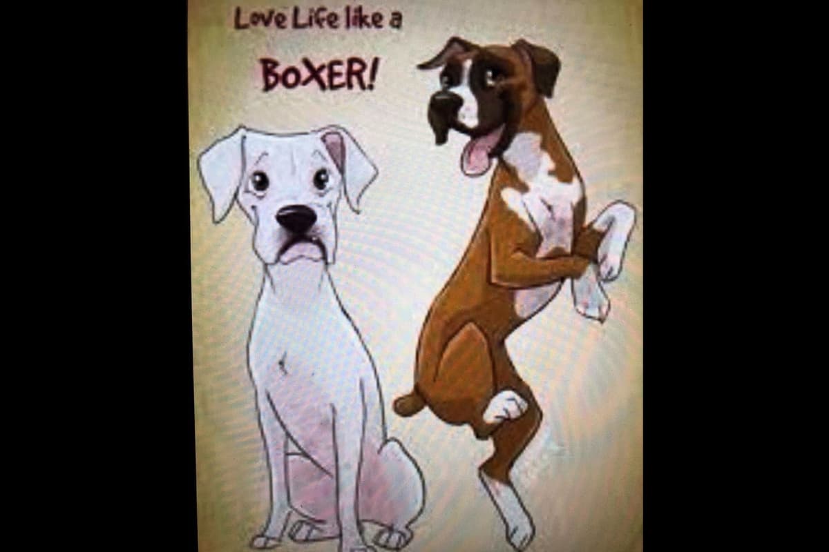 Boxer Puppies $700 each 1 Boy and 1 Girl breeder image 5