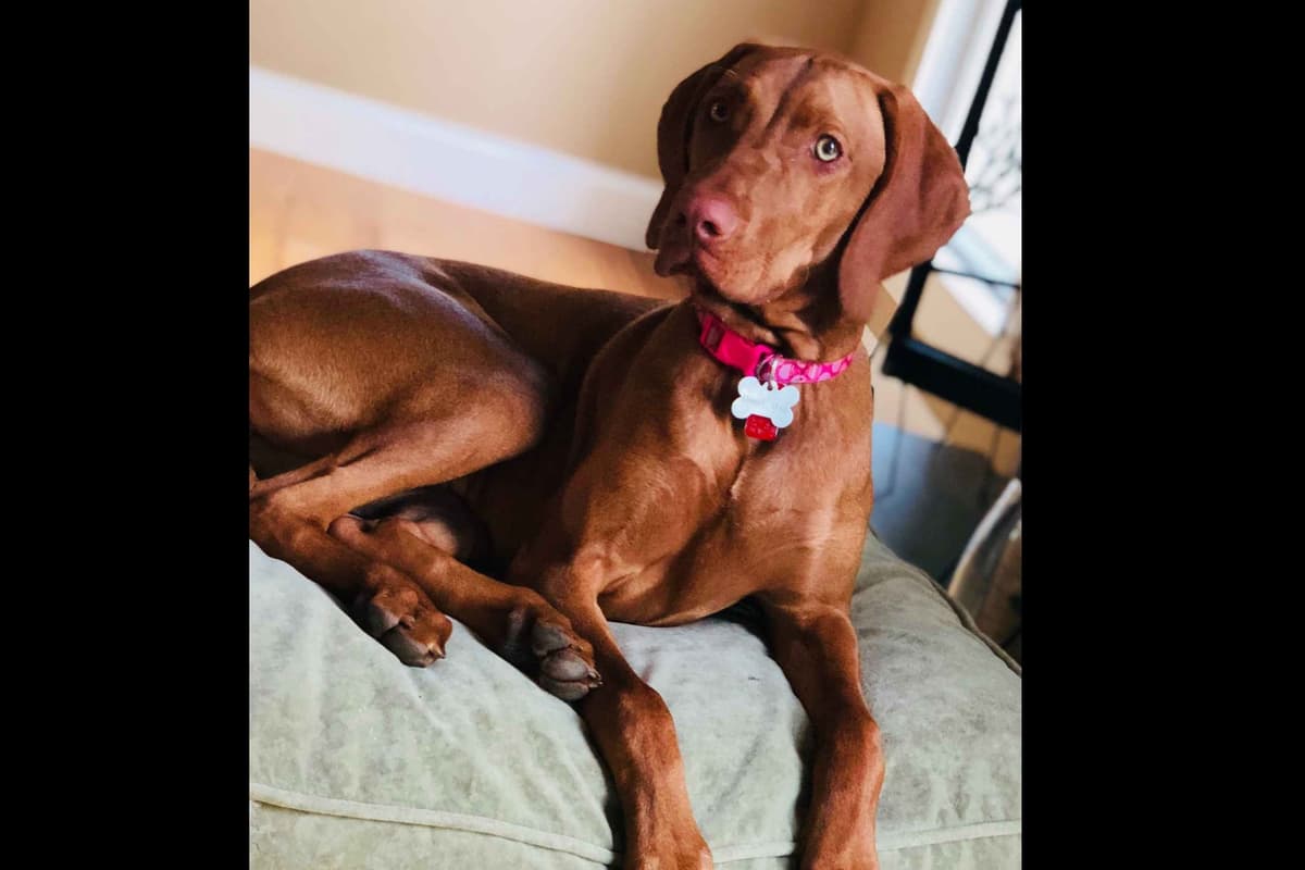 Family Raised Vizsla Puppies with Champion Lineage breeder image 1