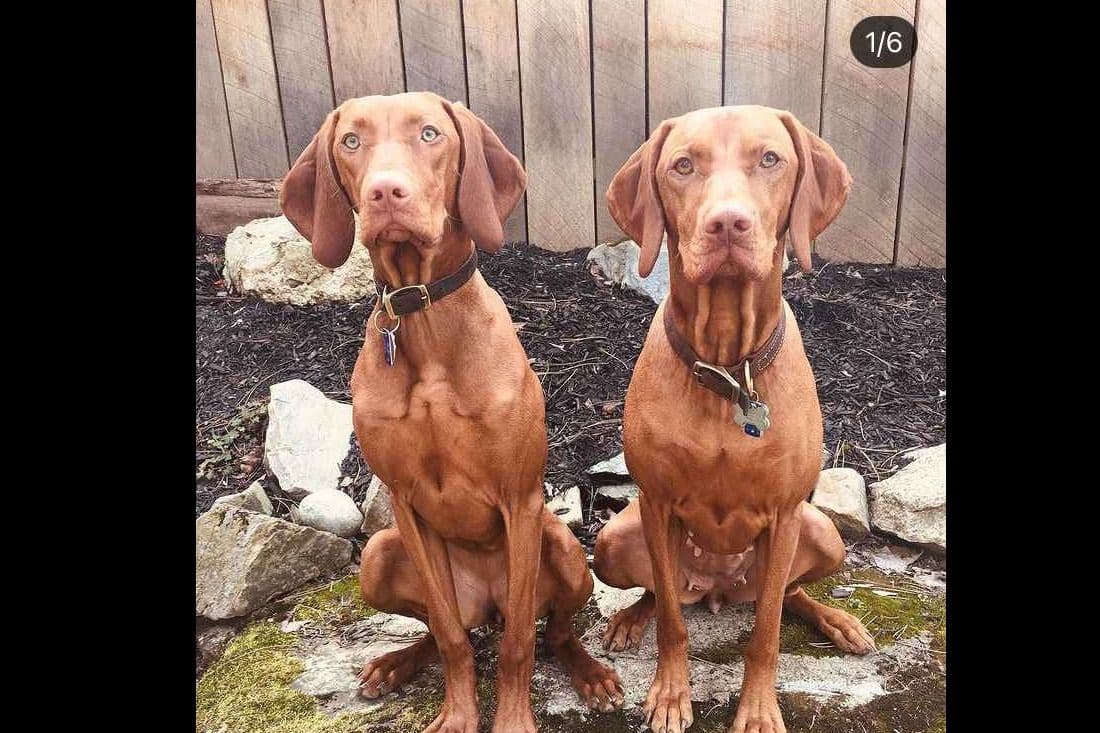 Family Raised Vizsla Puppies with Champion Lineage breeder image 2