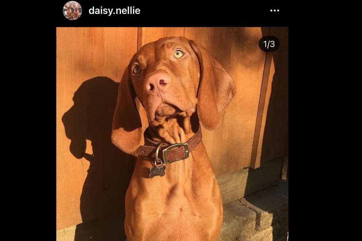 Family Raised Vizsla Puppies with Champion Lineage breeder image 3