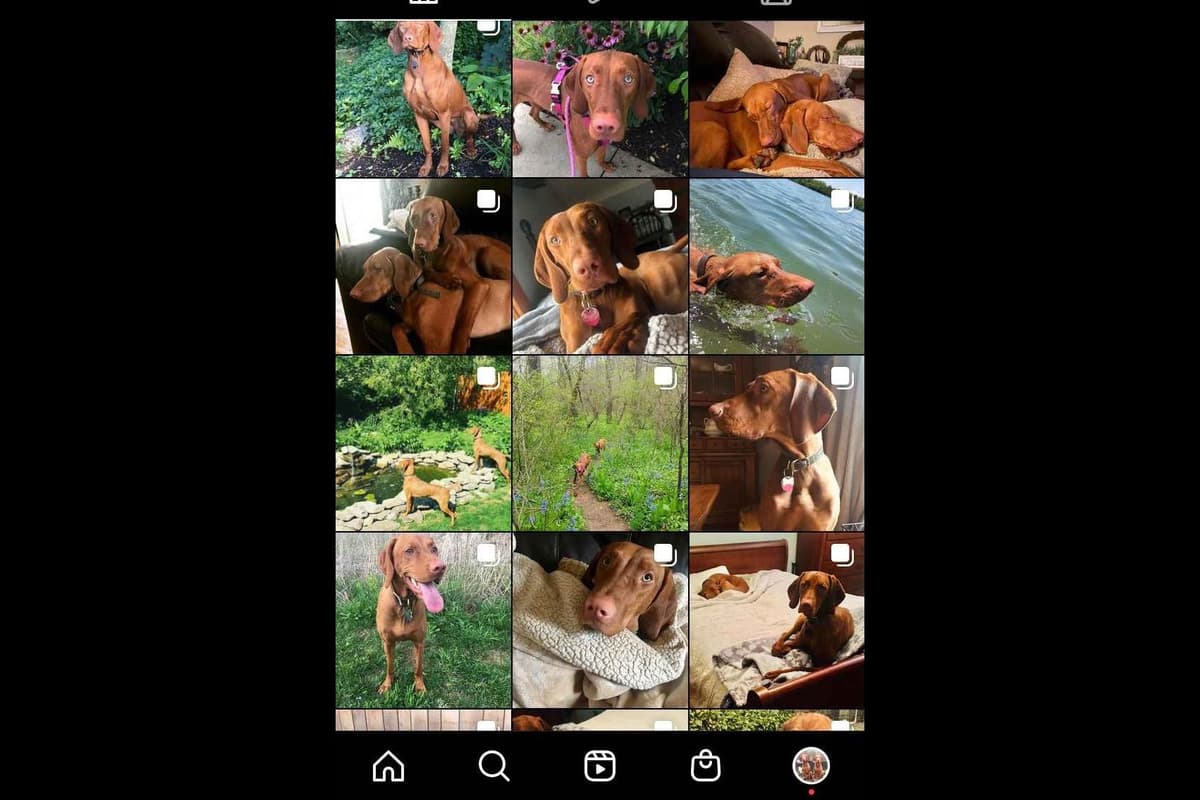 Family Raised Vizsla Puppies with Champion Lineage breeder image 4