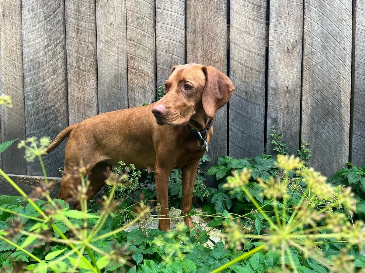 Family Raised Vizsla Puppies with Champion Lineage breeder image 5