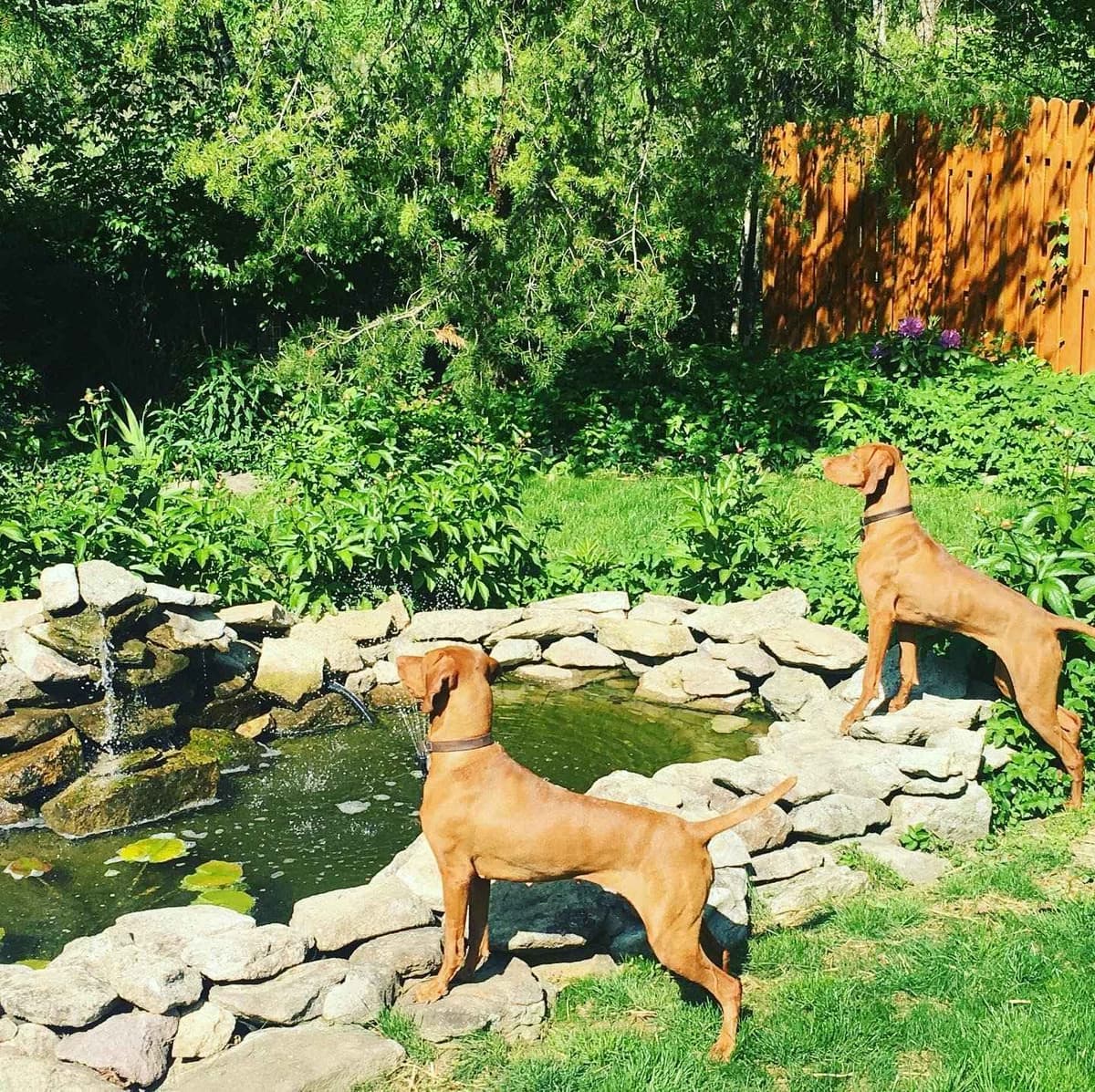 Family Raised Vizsla Puppies with Champion Lineage breeder image 6