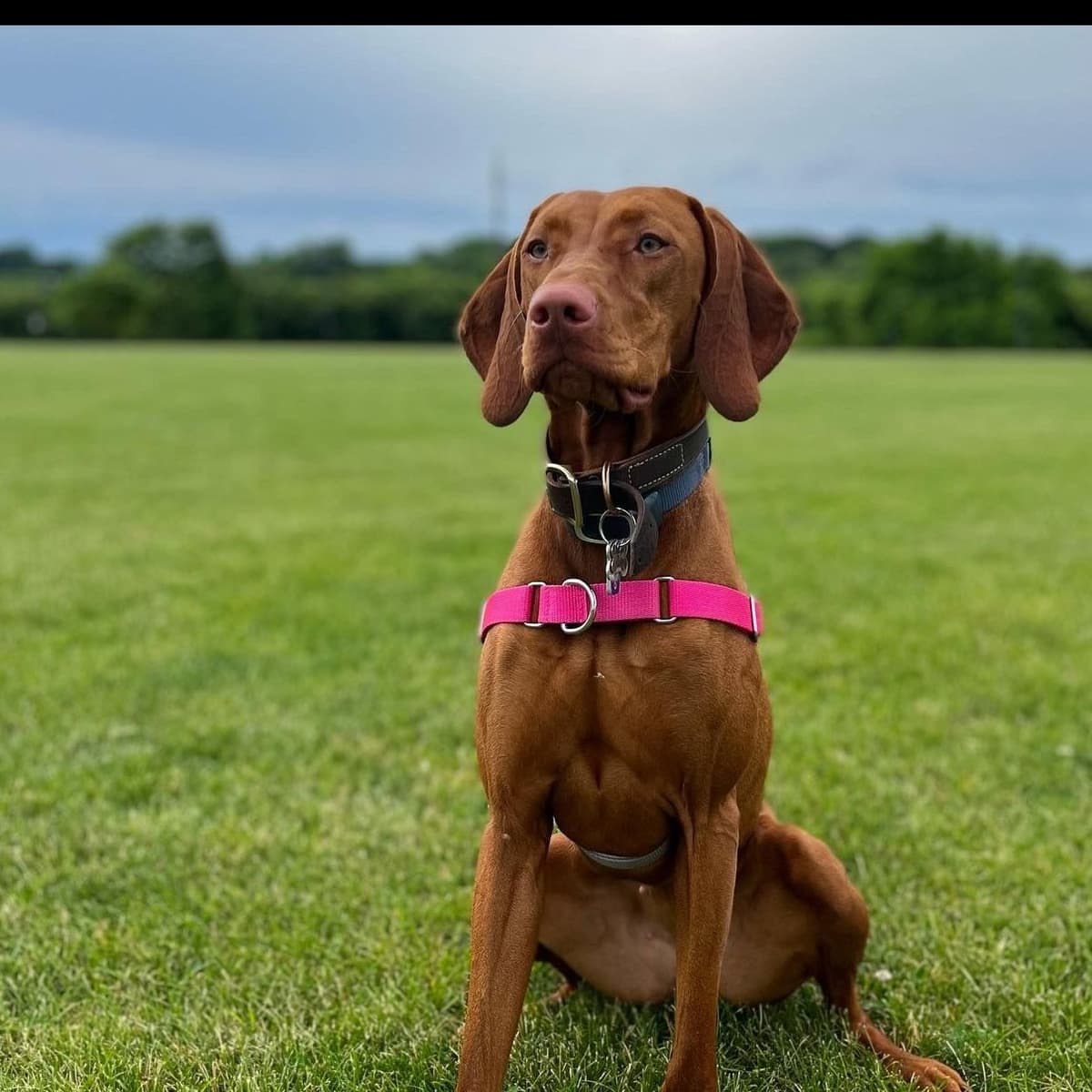 Family Raised Vizsla Puppies with Champion Lineage breeder image 8