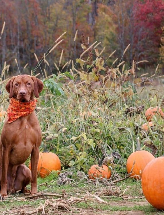 Family Raised Vizsla Puppies with Champion Lineage breeder image 12