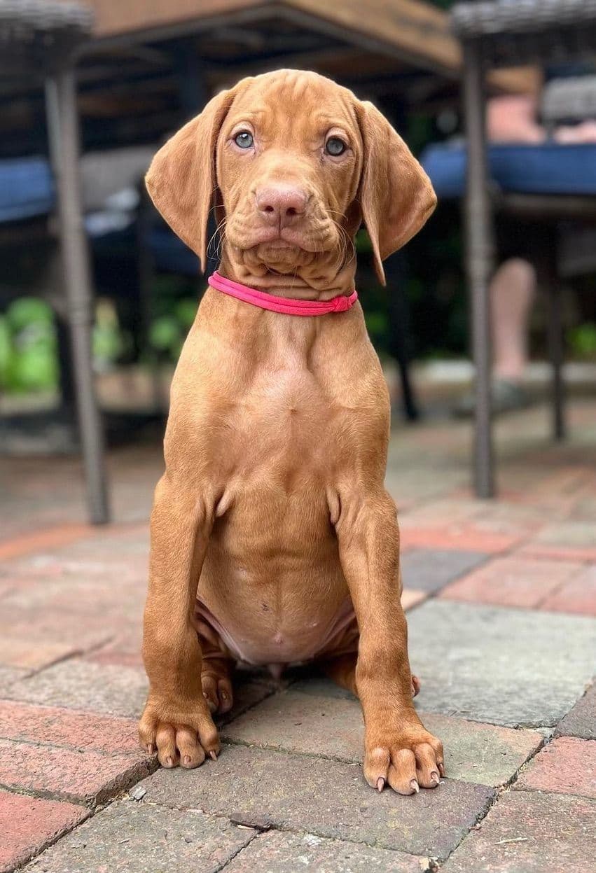 Family Raised Vizsla Puppies with Champion Lineage breeder image 15