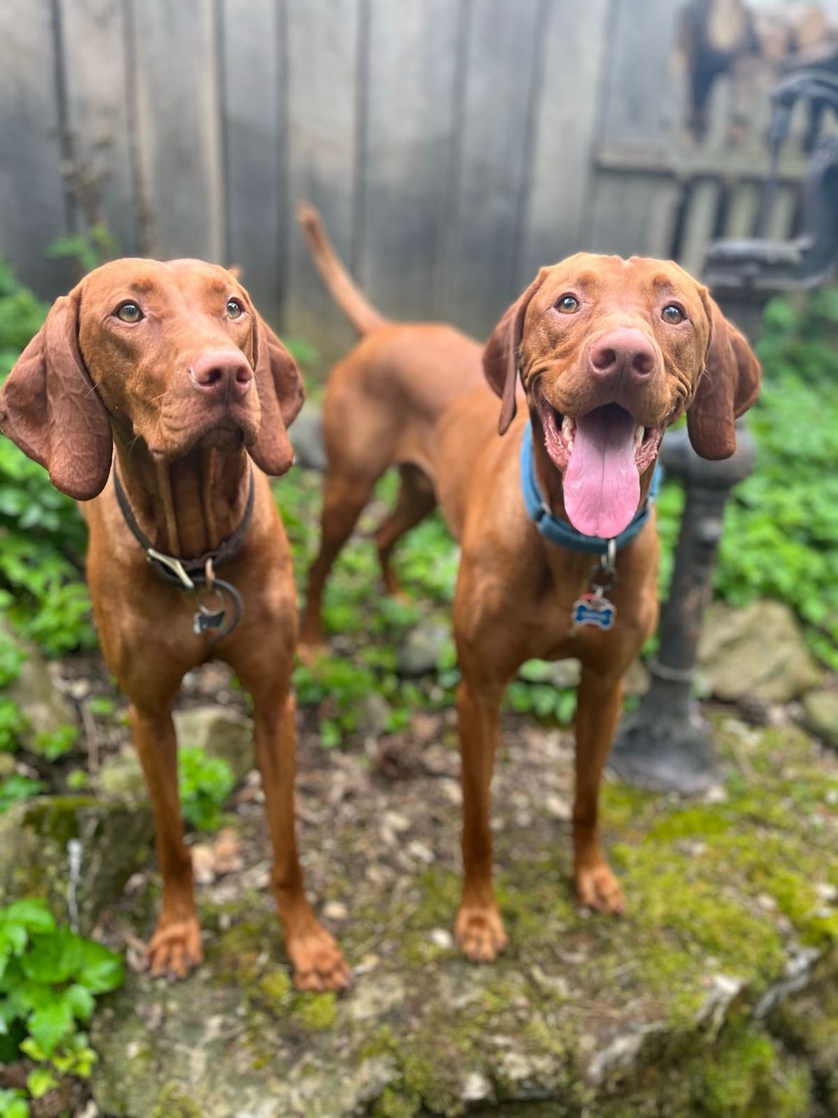 Family Raised Vizsla Puppies with Champion Lineage breeder image 16