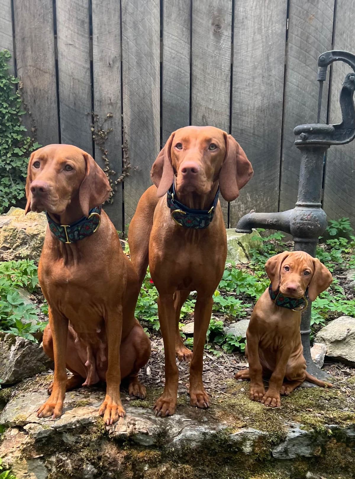 Family Raised Vizsla Puppies with Champion Lineage breeder image 17