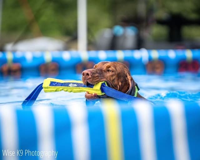 Family Raised Vizsla Puppies with Champion Lineage media 2