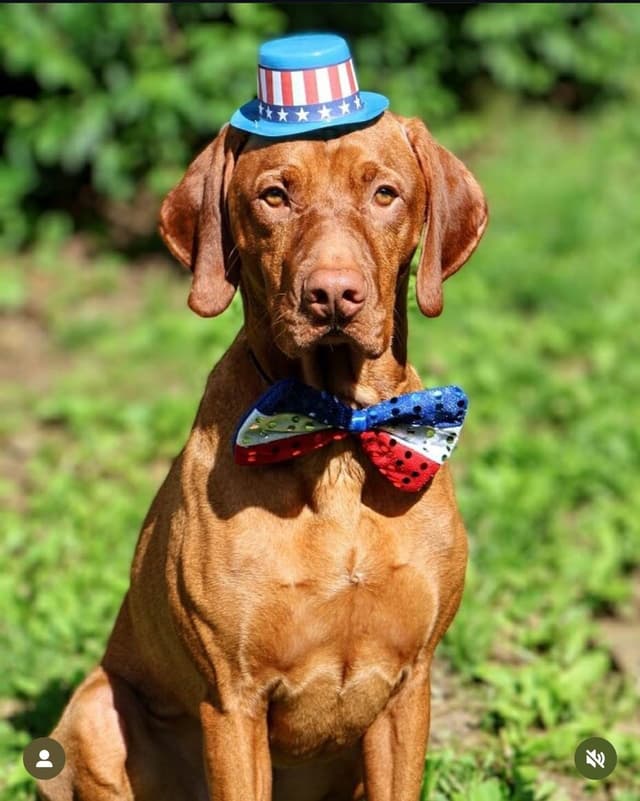 Family Raised Vizsla Puppies with Champion Lineage media 3