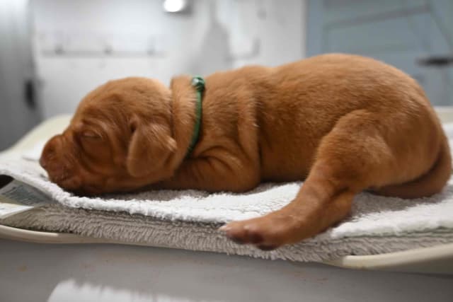 Family Raised Vizsla Puppies with Champion Lineage media 7
