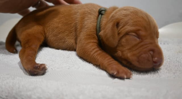 Family Raised Vizsla Puppies with Champion Lineage media 9