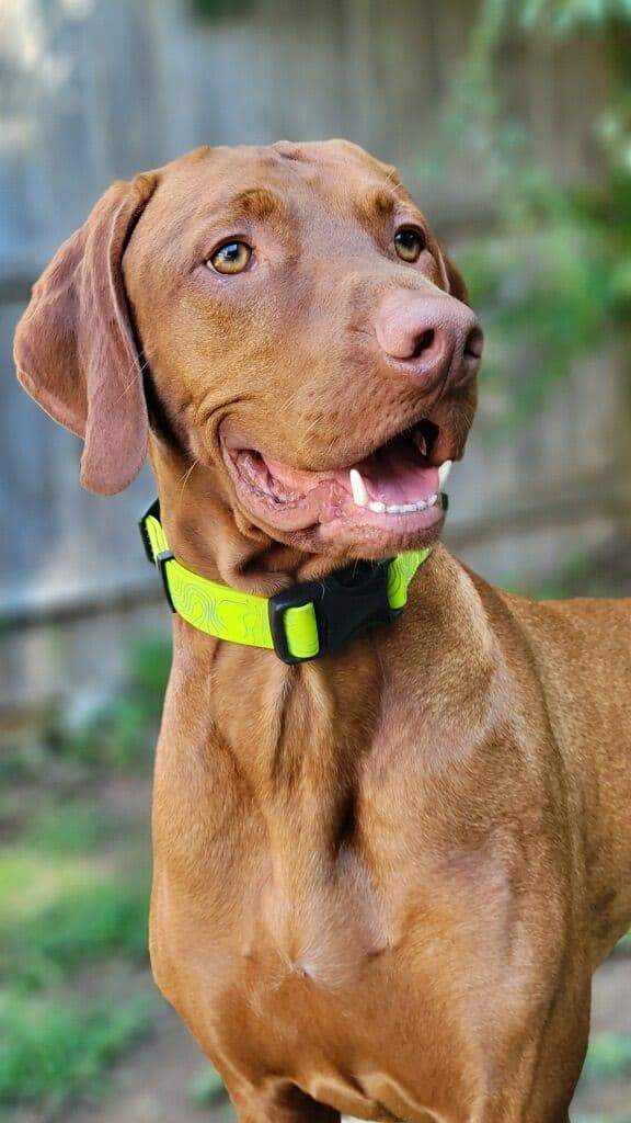 Family Raised Vizsla Puppies with Champion Lineage media 14