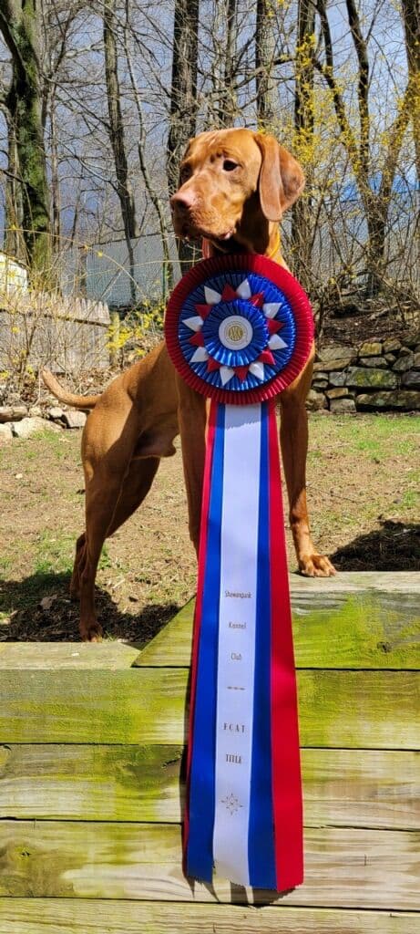 Family Raised Vizsla Puppies with Champion Lineage media 4