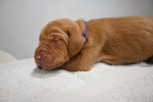 Family Raised Vizsla Puppies with Champion Lineage media 8