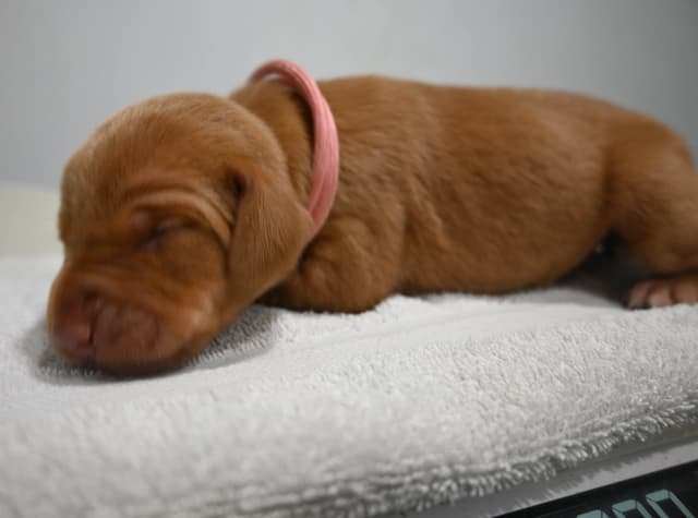 Family Raised Vizsla Puppies with Champion Lineage media 10