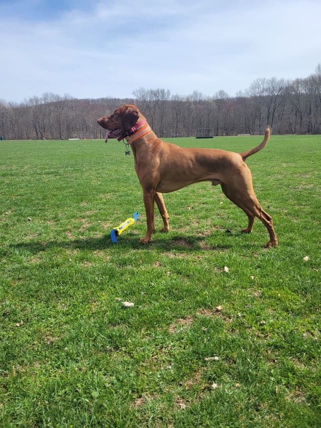 Family Raised Vizsla Puppies with Champion Lineage media 15