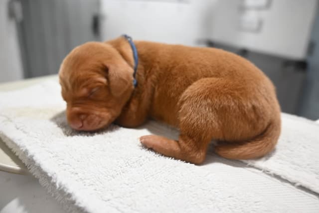 Family Raised Vizsla Puppies with Champion Lineage media 11