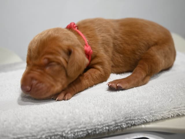 Family Raised Vizsla Puppies with Champion Lineage media 12