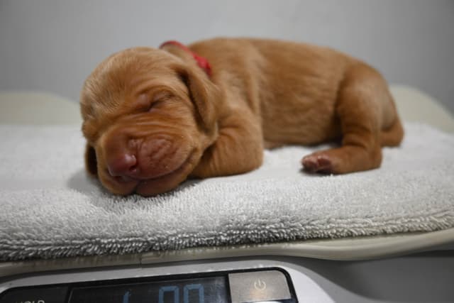 Family Raised Vizsla Puppies with Champion Lineage media 13