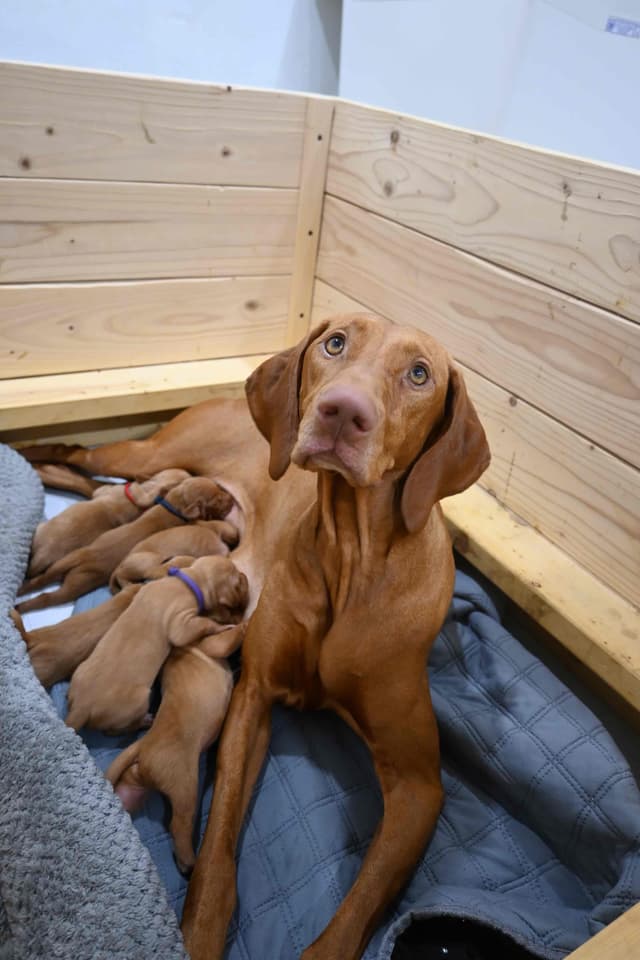 Family Raised Vizsla Puppies with Champion Lineage media 22