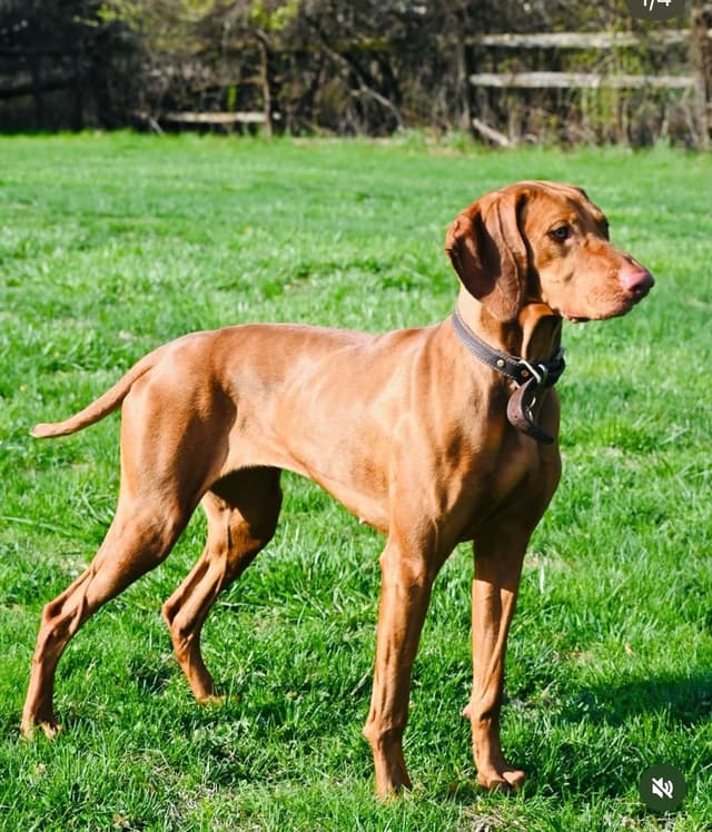 Family Raised Vizsla Puppies with Champion Lineage media 19