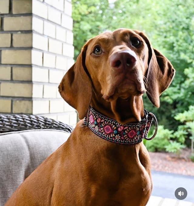 Family Raised Vizsla Puppies with Champion Lineage media 17