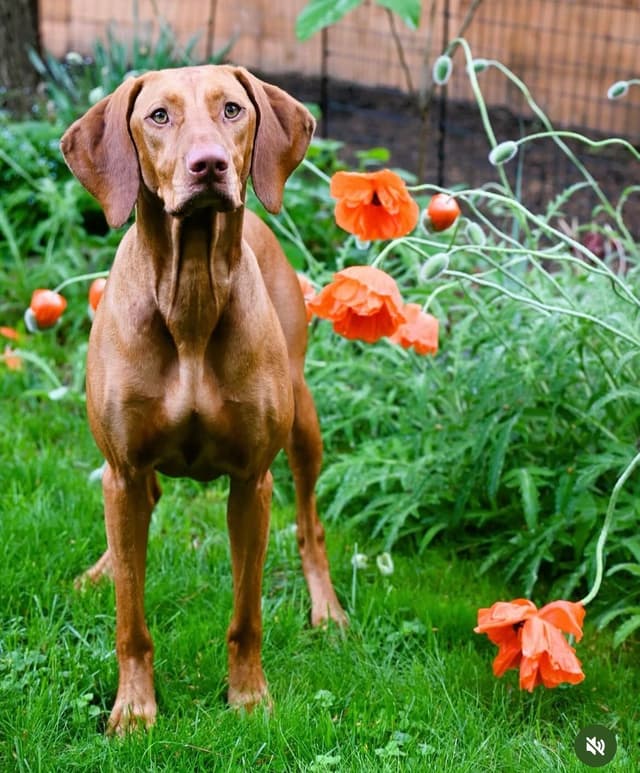 Family Raised Vizsla Puppies with Champion Lineage media 18