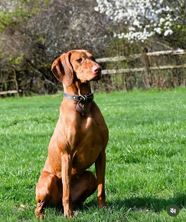 Family Raised Vizsla Puppies with Champion Lineage media 16