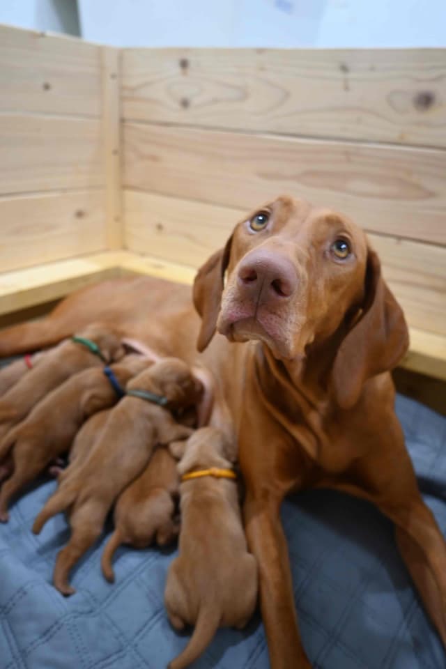 Family Raised Vizsla Puppies with Champion Lineage media 21