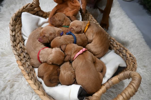 Family Raised Vizsla Puppies with Champion Lineage media 20