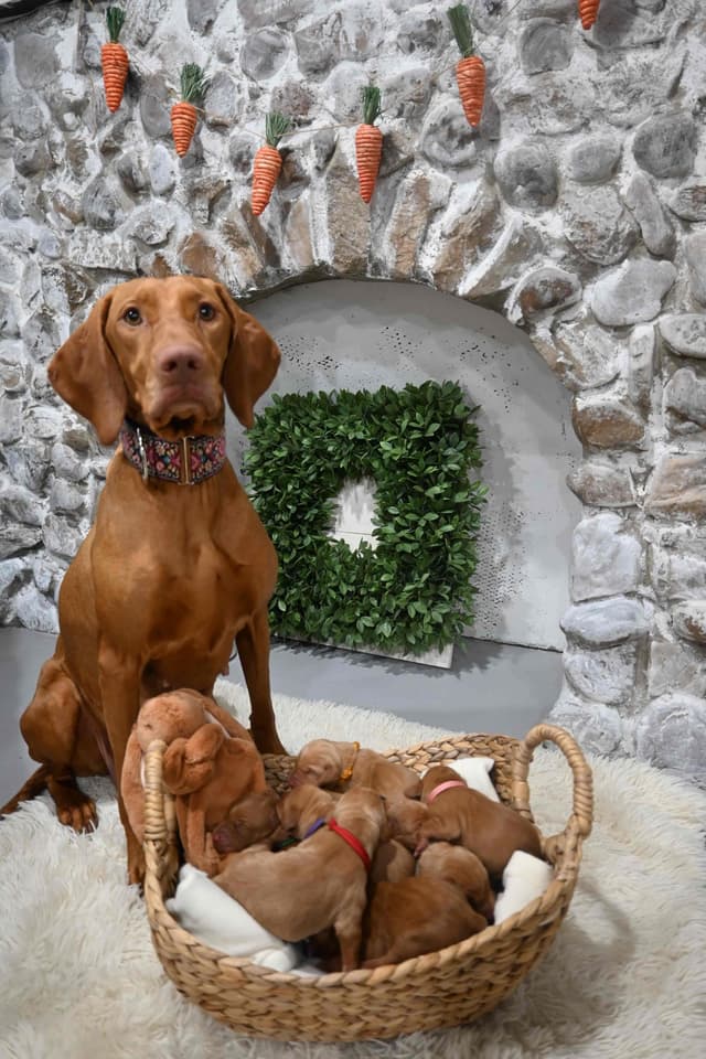 Family Raised Vizsla Puppies with Champion Lineage media 23