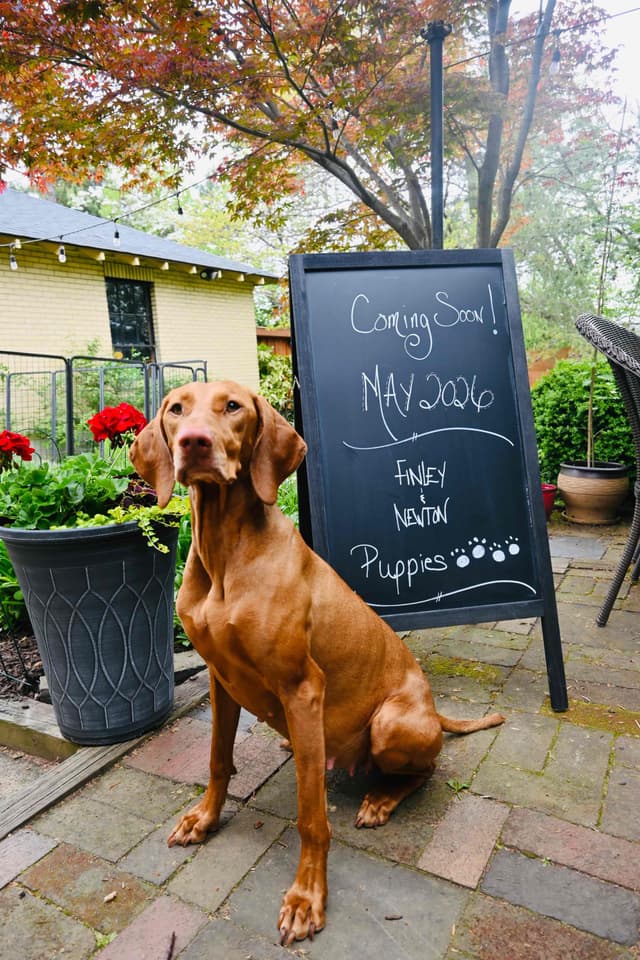 Family Raised Vizsla Puppies with Champion Lineage media 24