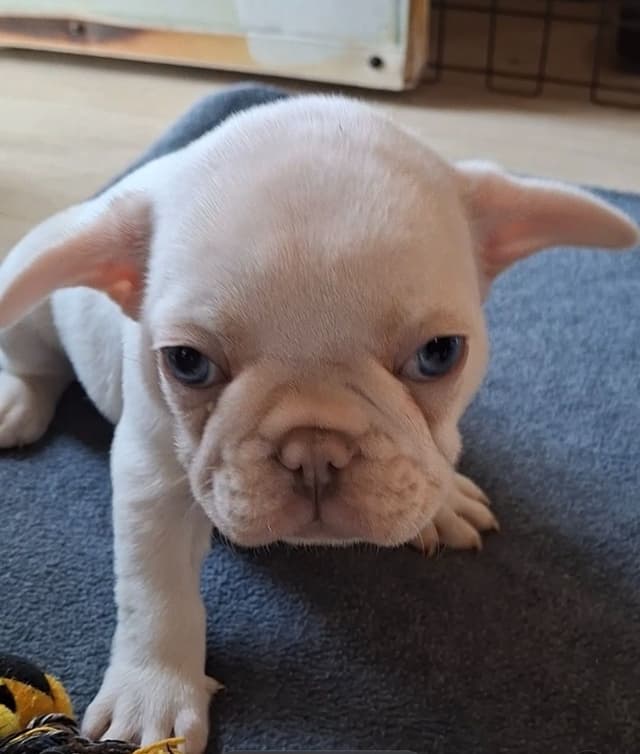 French Bulldog Puppies media 2