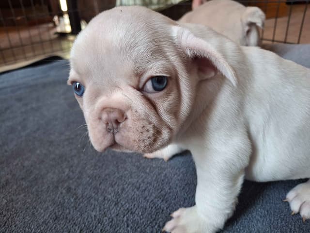 French Bulldog Puppies media 3